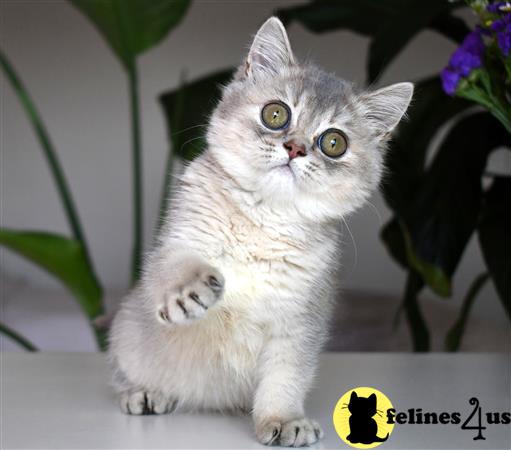 thechubbyfacedcat Picture 2